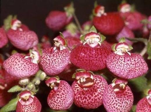Pink Calceolaria Flower seeds