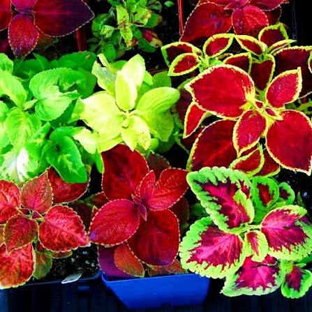 Mixed Coleus Flower Seeds 