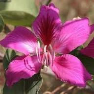 Pink Bauhinia Flower Seeds