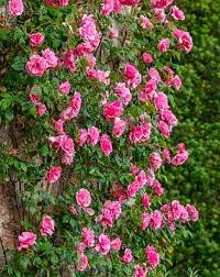 PINK CLIMBING ROSE FLOWER SEEDS HEIRLOOM NON-GMO HIGH GERMINATION ORGANIC GARDEN SEEDS FOR PLANTING Seeds - Heirloom Non