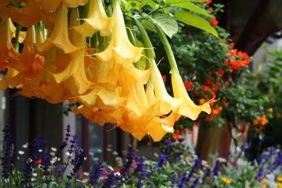Yellow Horn Flower Seeds 