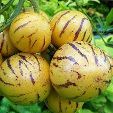 Pepino Melon Pear Solanum Muricatum Fruit Tropical And Easy To Grow Fruit Seeds