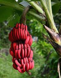red dacca banana fruit for planting non gmo Fruit seeds