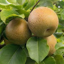 Brown Pyrus Pyrifolia Fruit Ideal Pear Varieties Fruit Seeds