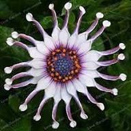Osteospermum Eyed Flower Seeds