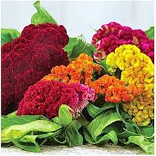 Mix Cockscomb Flowers Seeds
