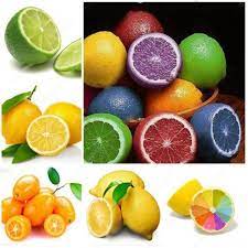 Multi Colour Lemon Fruit Seeds
