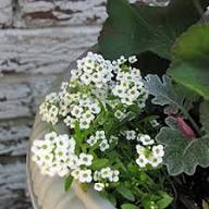 White Alyssum Flower Seeds for Planting Premium Floral Seeds Heirloom Non-GMO High Germination Organic Garden Seeds Deco
