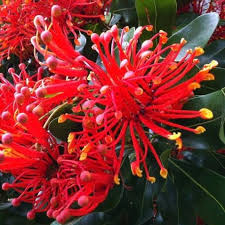 Red Stenocarpus sinuatus Flower 
