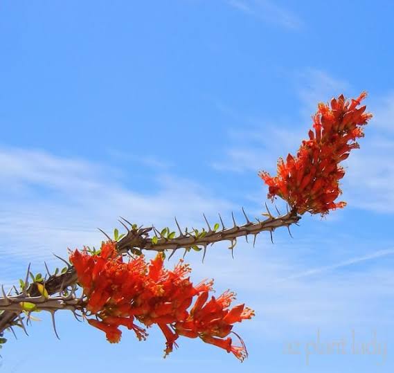 Ocotillo Flower Seeds