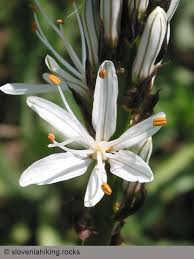 White Asiaticus Flower Seeds - Heirloom, Non-GMO, High Germination Flower Seeds for Planting