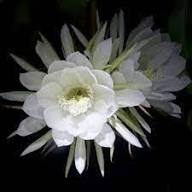 White Peniocereus Flower Seeds Exotic Flowering Plants for Colorful Backyard Beauty Seeds for Planting Heirloom Non-GMO