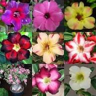 Adenium Flower Seeds Mixed Rare Blooming Plants Balcony and Patio Gardening Colorful Seeds for Planting Heirloom Non-GMO