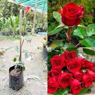 Red Rose Flower Seeds Heirloom Non GMO High Germination Organic Garden Seeds for Colorful Landscape Seeds for Planting -