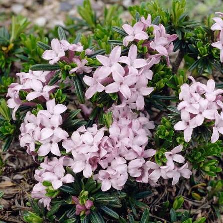 White Daphne Flower Seeds 