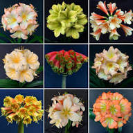 Clivia Flower Seeds Mixed - Heirloom Non GMO High Germination Garden Seeds for Planting