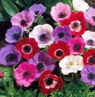 Mixed Anemone Flower Seeds for Planting Easy Grow Blossoms Heirloom Non-GMO High Germination Organic Garden Seeds Home G