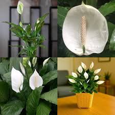 White Spathiphyllum Flower Seeds