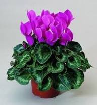 Purple Cyclamen Flower Seeds - Heirloom Non GMO High Germination Flower Seeds for Planting