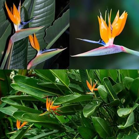 ORANGE HELICONIA Flower Seeds 