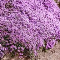 Violet Thyme Flower Herb Seeds - Heirloom Non GMO High Germination Organic Garden Planting Seeds