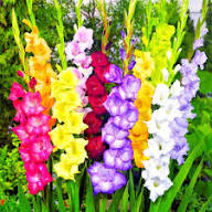 Mixed Gladiolus Flower Seeds – Premium Heirloom Non-GMO High Germination Seeds for Planting