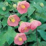 Pink Abutilon Flower Seeds Rare Blooming Plants Balcony and Patio Gardening Colorful Seeds for Planting Heirloom Non-GMO