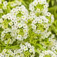 White Alyssum Flower Seeds