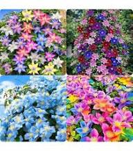 Clematis Flower Seeds Mixed Rare Blooming Plants Balcony and Patio Gardening Colorful Seeds for Planting - Heirloom Non