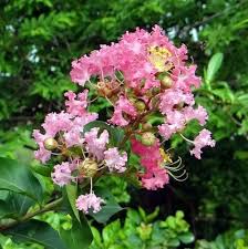 Pink Streptocarpus Flower Seeds