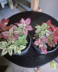 Hypoestes Flower Seeds Mixed 