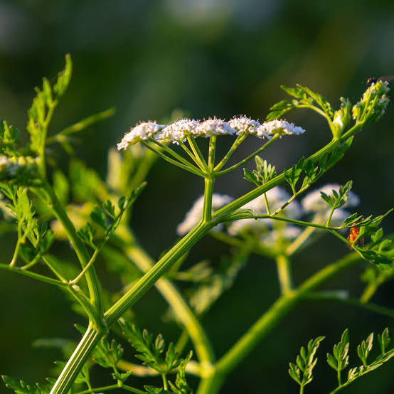 Hemlock Flower 