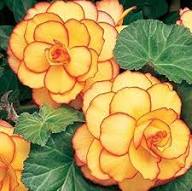 Red Yellow Begonia Flower Heirloom Non GMO High Germination Organic Garden Seeds - Heirloom Non GMO High Germination