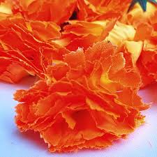 Orange Carnation Flower Seeds