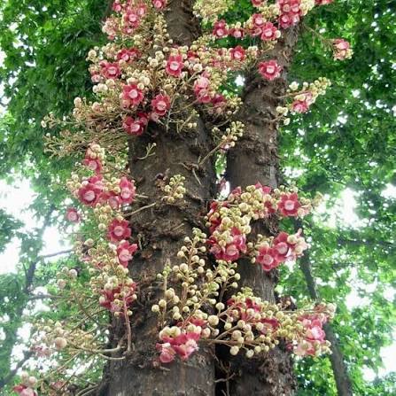 Cannonball Flower Seeds