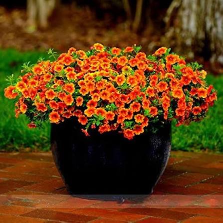 Calibrachoa Flower Seeds