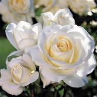 Cream Rose Flower Seeds
