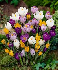 Mixed Crocus Flower Seeds Rare
