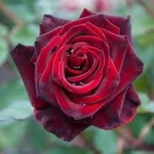 Red Baccara Rose Flower Seeds 