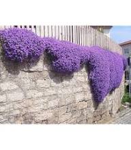 Red Red Aubrieta Cascade Flower Fresh Planting Aubrieta Cascade Flowers Flower Seeds Home Garden Seeds for Planting