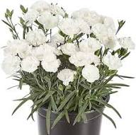 White Dianthus Flower Seeds