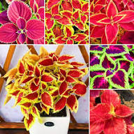 Coleus Flower Seeds - Heirloom Non GMO High Germination Flower Seeds for Planting