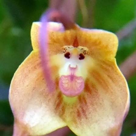 Yellow Monkey Face Orchid Plant Seeds - Heirloom Non GMO High Germination Seeds