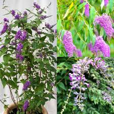 Buddleia Flower Seeds Heirloom Non-GMO Premium Organic Garden Seeds for Home Garden Decoration