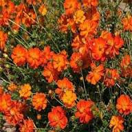 Red Cosmos Flower Seeds 