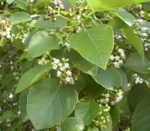 Dichotoma Flower Seeds 