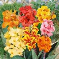 Mixed Canna Indica Flower 