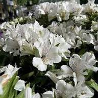 White Alstroemeria Flower Seeds