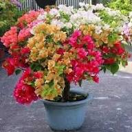 Mixed Bougainvillea Flower Seeds