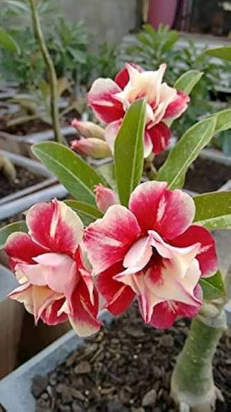 Mixed Aparajita Flowers Seeds 